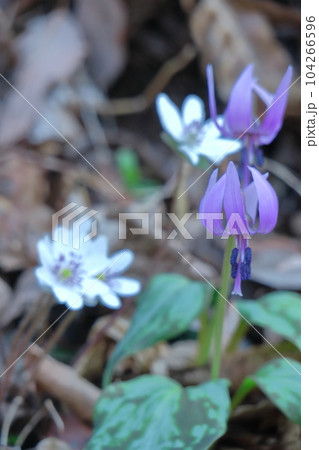 里山の妖精 里山の妖精 104266596