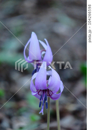里山の妖精 里山の妖精 104266598