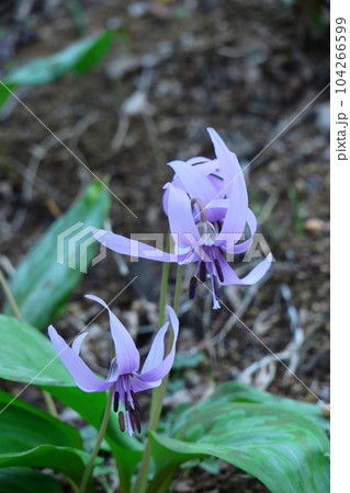 里山の妖精 里山の妖精 104266599