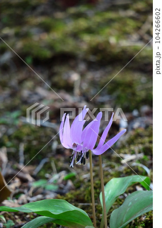里山の妖精 104266602
