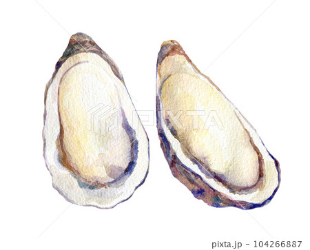 水彩イラスト 生牡蠣 水彩イラスト 生牡蠣 104266887