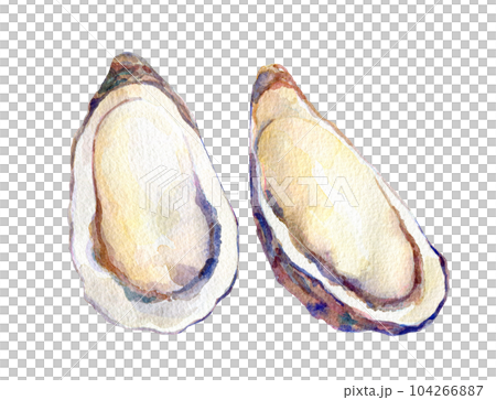 水彩イラスト 生牡蠣 水彩イラスト 生牡蠣 104266887