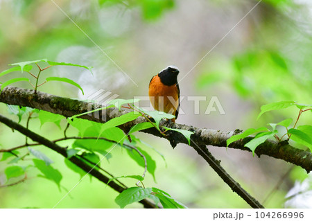 初夏の高原で見られる身近な美しい野鳥、ジョウビタキ 104266996