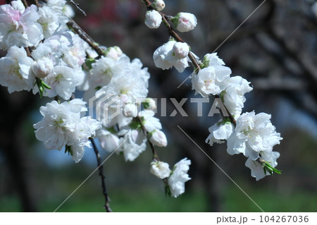 ひな祭りに飾る花 ひな祭りに飾る花 104267036