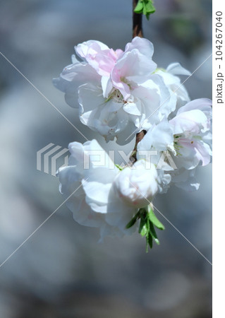 ひな祭りに飾る花 ひな祭りに飾る花 104267040