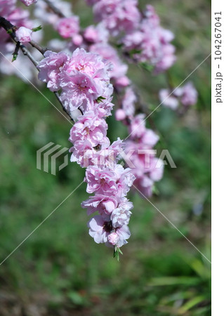 ひな祭りに飾る花 ひな祭りに飾る花 104267041