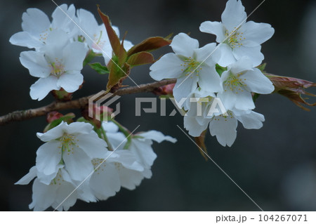ひな祭りに飾る花 ひな祭りに飾る花 104267071