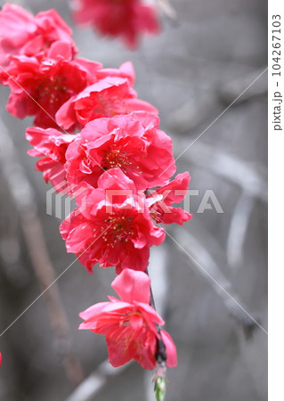 ひな祭りに飾る花 104267103