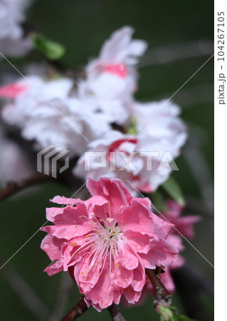 ひな祭りに飾る花 104267105