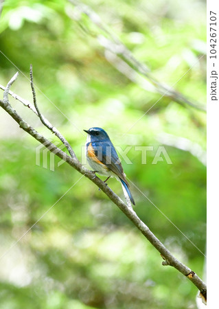 初夏の高原で見られる身近な美しい野鳥、ジョウビタキ 104267107