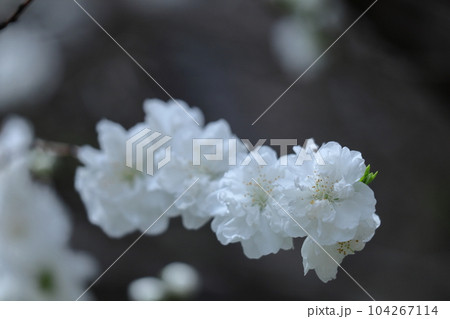 ひな祭りに飾る花 104267114