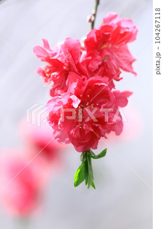 ひな祭りに飾る花 ひな祭りに飾る花 104267118