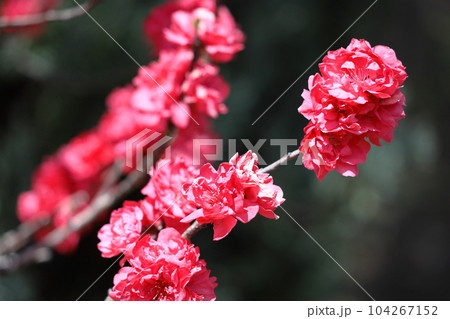 ひな祭りに飾る花 104267152