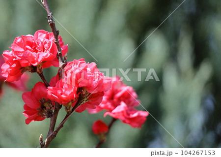 ひな祭りに飾る花 ひな祭りに飾る花 104267153