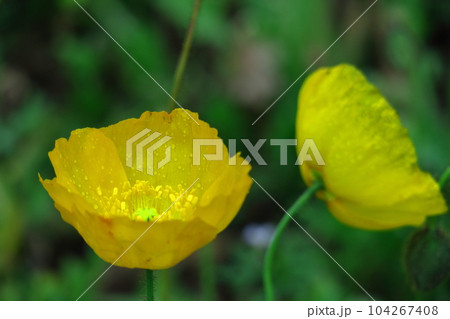一面の花畑 一面の花畑 104267408