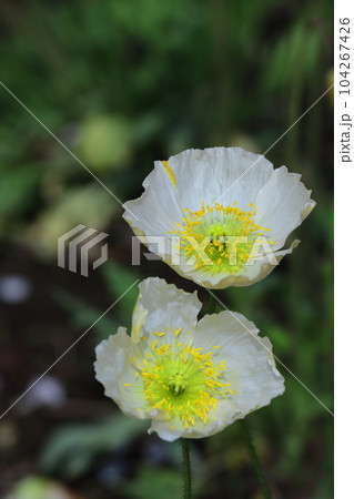 一面の花畑 一面の花畑 104267426