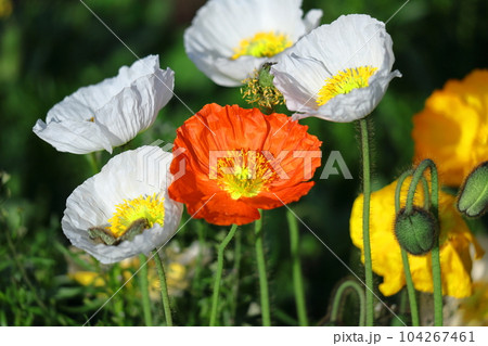 一面の花畑 一面の花畑 104267461