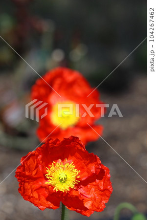 一面の花畑 一面の花畑 104267462