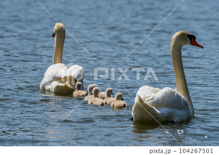 コブハクチョウの可愛いヒナ、子育て 104267501