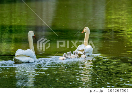 コブハクチョウの可愛いヒナ、子育て 104267503