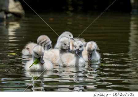 コブハクチョウの可愛いヒナ、子育て 104267505