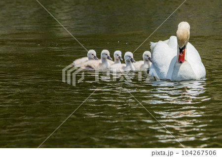 コブハクチョウの可愛いヒナ、子育て 104267506