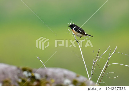 初夏の高原で出会えるかわいらしい小鳥、ノビタキ 初夏の高原で出会えるかわいらしい小鳥、ノビタキ 104267528