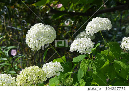 純白で美しいアジサイ(紫陽花) 純白で美しいアジサイ(紫陽花) 104267771