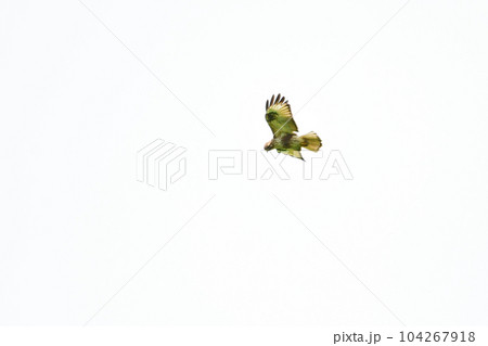 高原や草原で見られる身近なタカの仲間、ノスリ 104267918