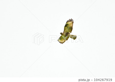 高原や草原で見られる身近なタカの仲間、ノスリ 104267919