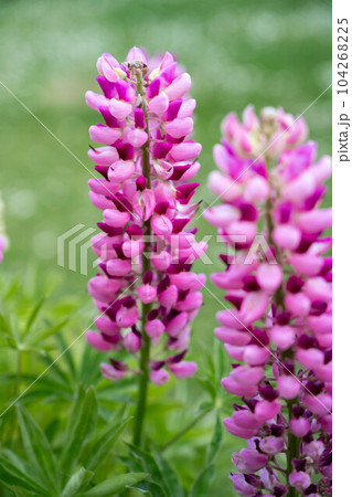 Pink lupins summer blooming flowers, in the garden in sunshine Pink lupins summer blooming flowers, in the garden in sunshine 104268225