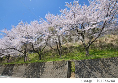 【山梨県道志村】道志みちの桜 104268288