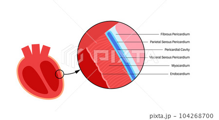 Heart wall anatomy Heart wall anatomy 104268700