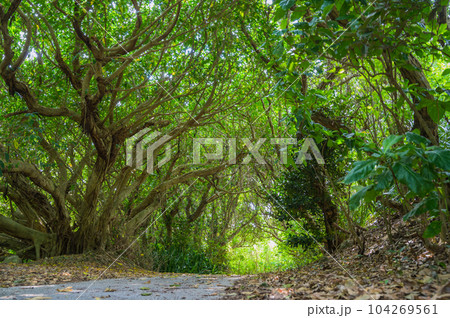 沖縄　久高島　神の島、自然の残る島の道 104269561