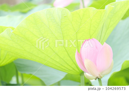 千葉公園の大賀ハス、ハスの花のつぼみと葉っぱと光の写真素材