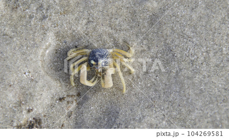 Ocypode quadrata or Atlantic ghost crab or sand crab on the beach lives in burrows in sand above the strandline. Ocypode quadrata or Atlantic ghost crab or sand crab on the beach lives in burrows in sand above the strandline. 104269581