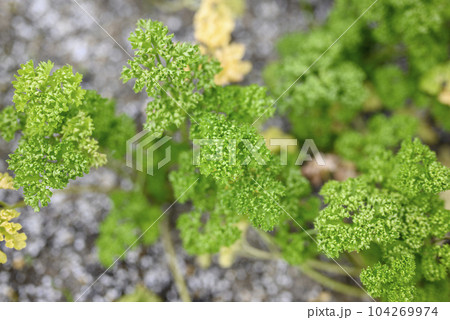 パセリ 家庭菜園 ガーデニング 素材 104269974