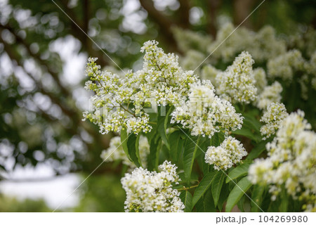 さるすべり サルスベリの花 イメージ 104269980