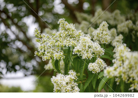 さるすべり サルスベリの花 イメージ 104269982