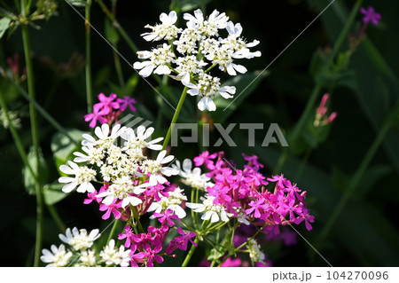 純白のオルレア ホワイトレースと濃ピンクのムシトリナデシコ 純白のオルレア ホワイトレースと濃ピンクのムシトリナデシコ 104270096