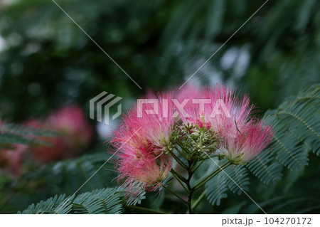 ネムの花 ネムの花 104270172