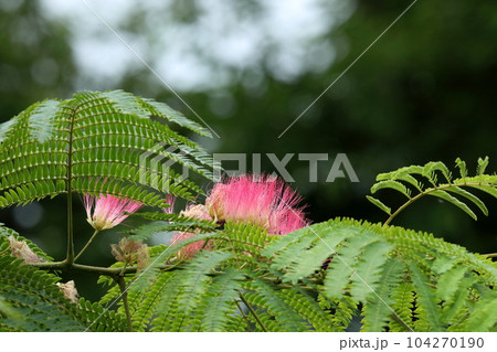 ネムの花 104270190