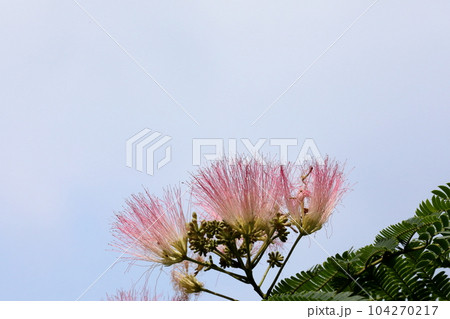 ネムの花 ネムの花 104270217