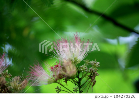 ネムの花 ネムの花 104270226