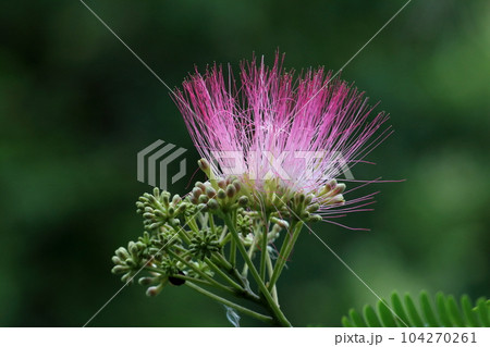 ネムの花 ネムの花 104270261