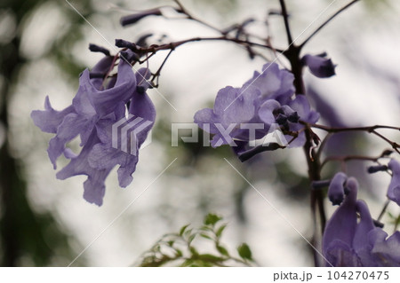 初夏に青紫色の花を咲かせるジャカランダ 初夏に青紫色の花を咲かせるジャカランダ 104270475