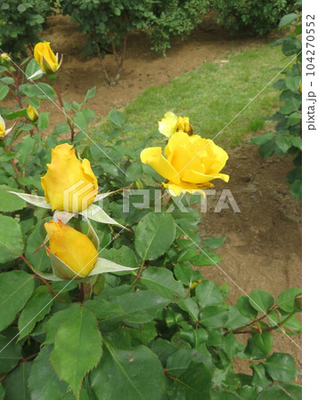 黄色いバラの花 黄色いバラの花 104270552