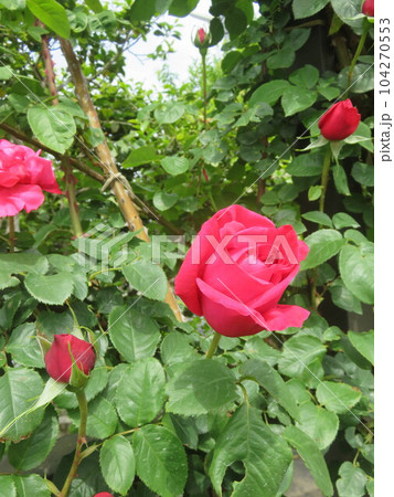 濃いピンク色のバラの花 濃いピンク色のバラの花 104270553