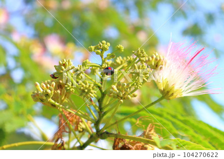 ネムノキ　花　青空　てんとう虫 104270622