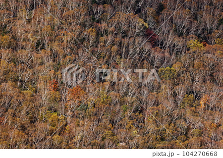 奥日光・社山・黒檜山間の稜線から見る紅葉の山肌 104270668